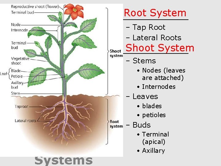 Root System • ______ – Tap Root – Lateral Roots Shoot System • ______