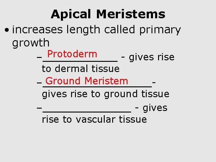 Apical Meristems • increases length called primary growth Protoderm –______ - gives rise to