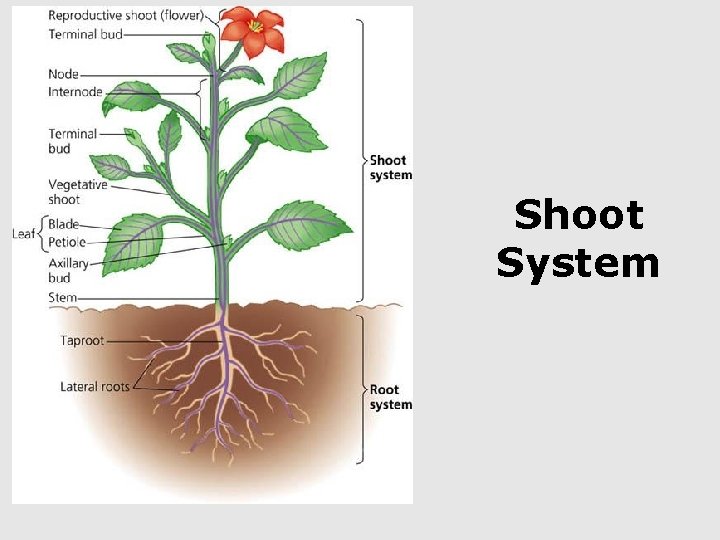 Shoot System 
