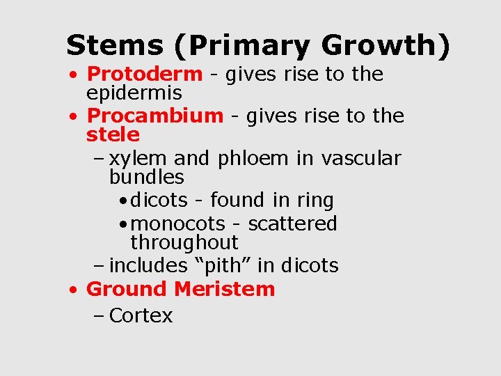 Stems (Primary Growth) • Protoderm - gives rise to the epidermis • Procambium -