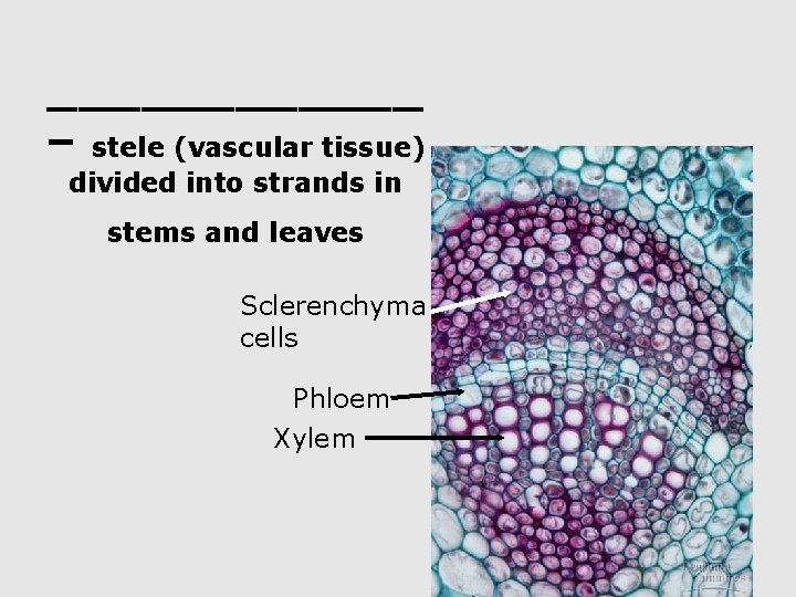 ______ – stele (vascular tissue) divided into strands in stems and leaves Sclerenchyma cells