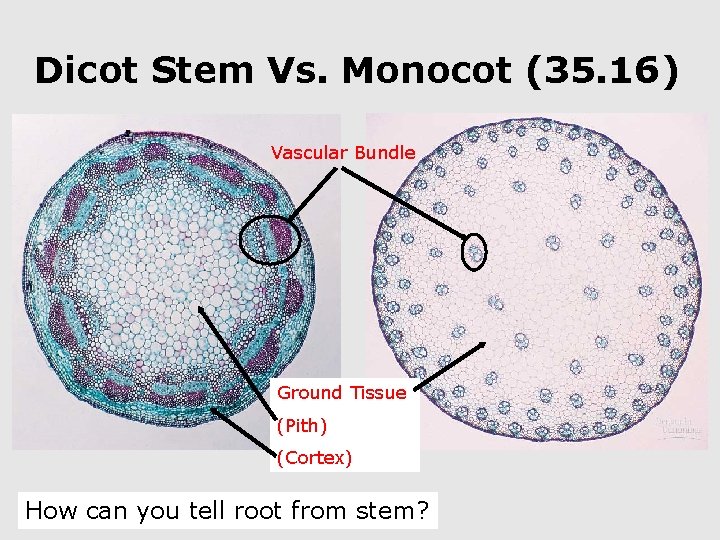 Dicot Stem Vs. Monocot (35. 16) Vascular Bundle Ground Tissue (Pith) (Cortex) How can