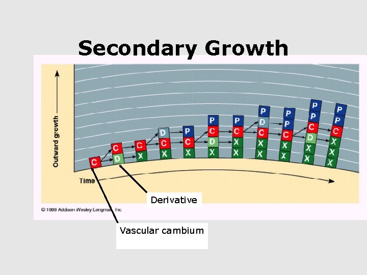 Secondary Growth Derivative Vascular cambium 