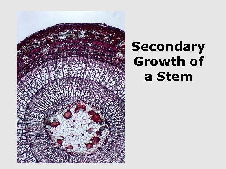 Secondary Growth of a Stem 