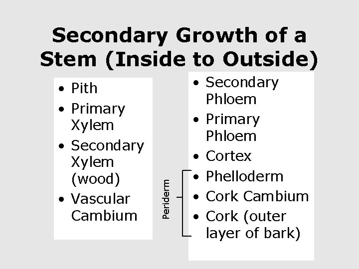  • Pith • Primary Xylem • Secondary Xylem (wood) • Vascular Cambium Periderm