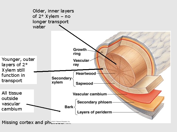 Older, inner layers of 2° Xylem – no longer transport water Younger, outer layers