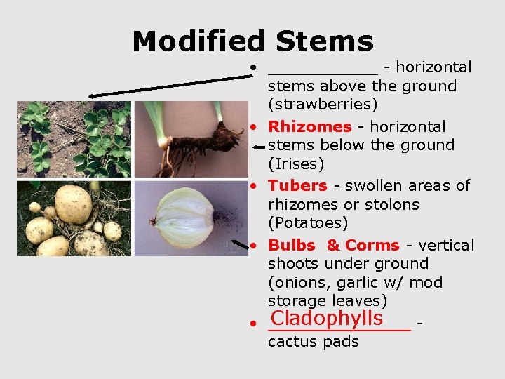 Modified Stems • _____ - horizontal stems above the ground (strawberries) • Rhizomes -