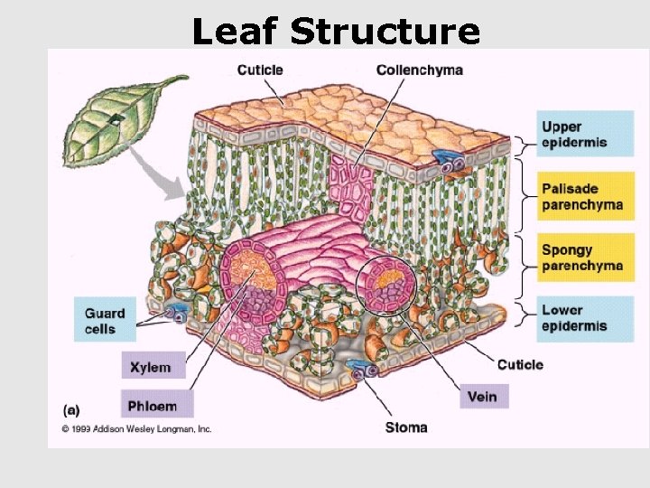 Leaf Structure 