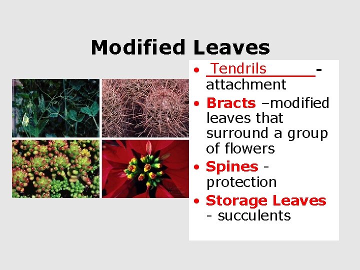 Modified Leaves Tendrils • ______attachment • Bracts –modified leaves that surround a group of