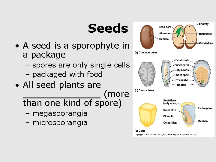 Seeds • A seed is a sporophyte in a package – spores are only