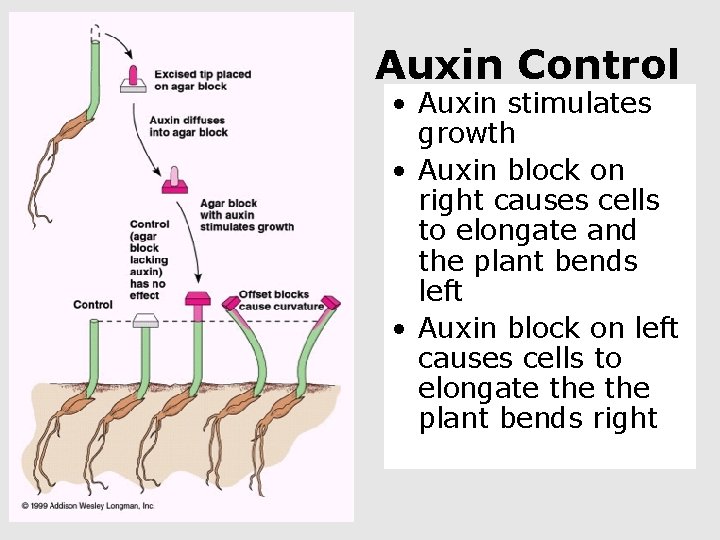 Auxin Control • Auxin stimulates growth • Auxin block on right causes cells to