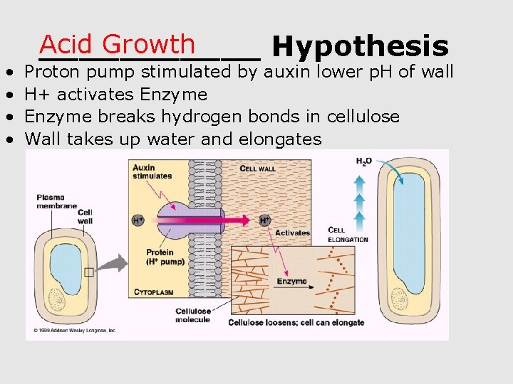  • • Acid Growth ______ Hypothesis Proton pump stimulated by auxin lower p.