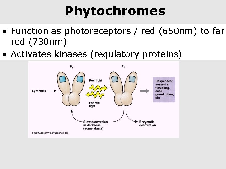 Phytochromes • Function as photoreceptors / red (660 nm) to far red (730 nm)