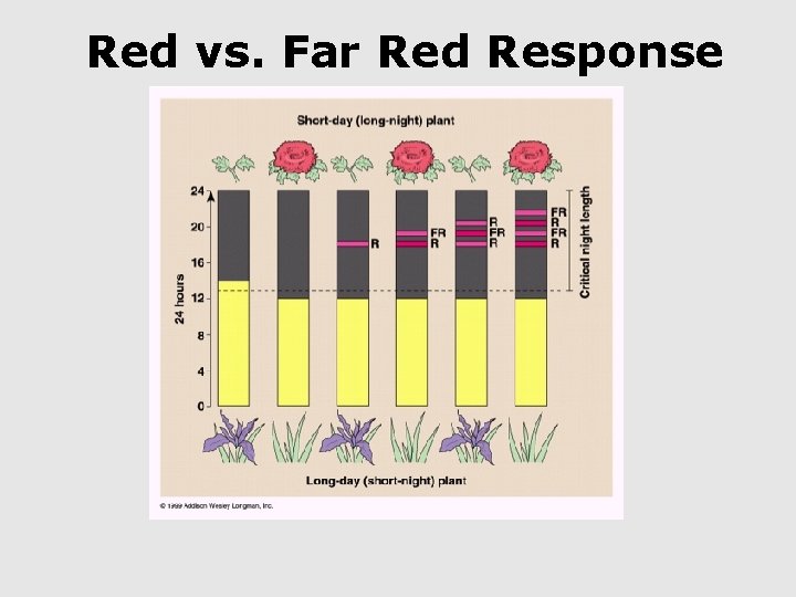 Red vs. Far Red Response 