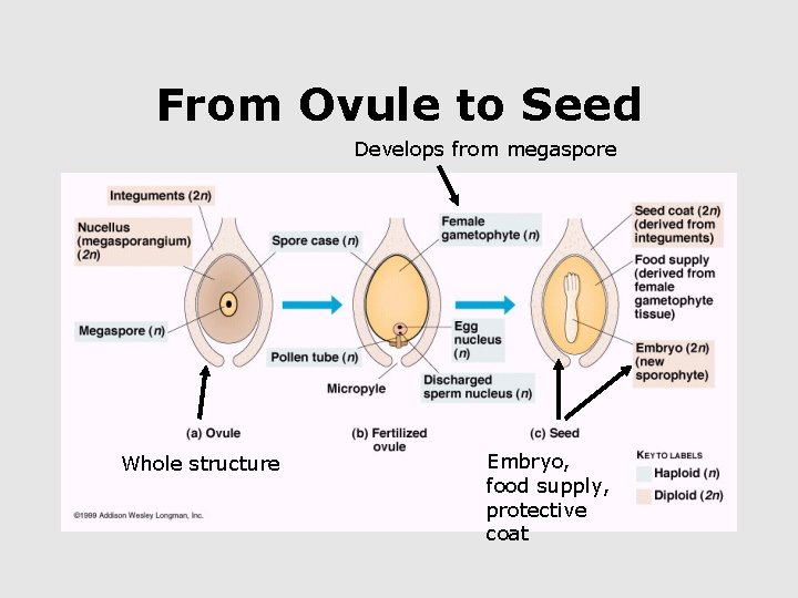 From Ovule to Seed Develops from megaspore Whole structure Embryo, food supply, protective coat