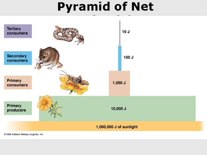 Pyramid of Net Productivity 