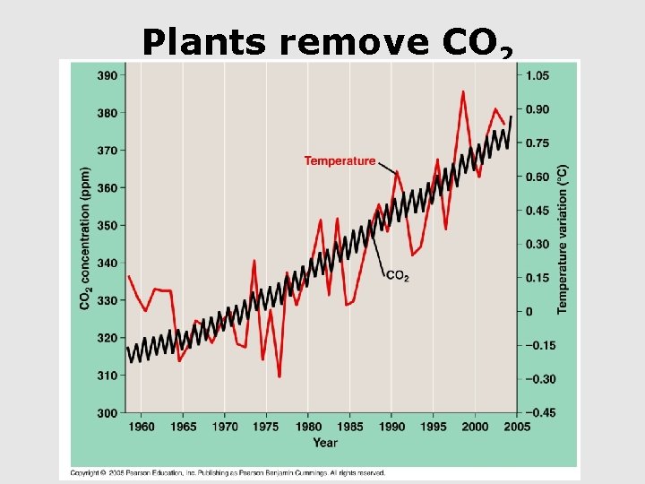 Plants remove CO 2 