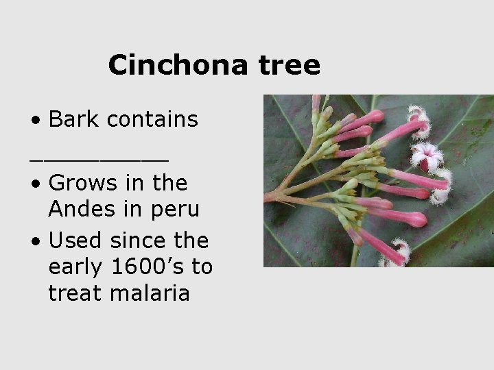 Cinchona tree • Bark contains _____ • Grows in the Andes in peru •