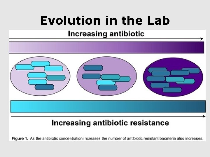 Evolution in the Lab 