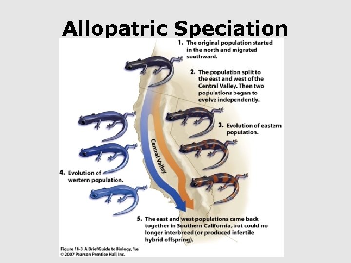 Allopatric Speciation 