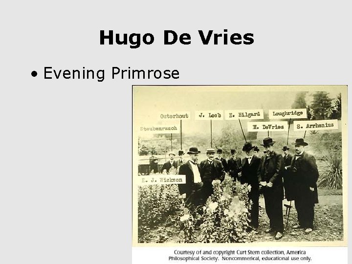 Hugo De Vries • Evening Primrose 