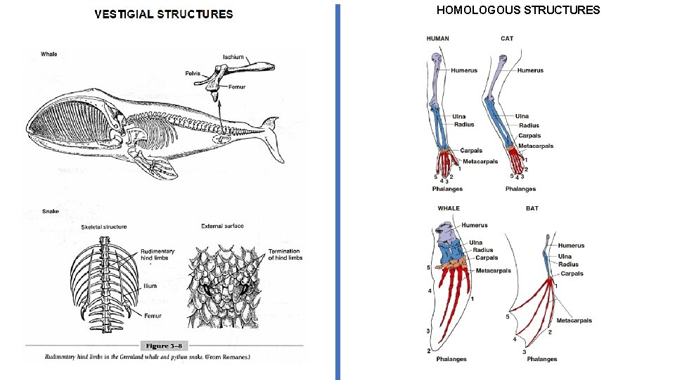HOMOLOGOUS STRUCTURES 