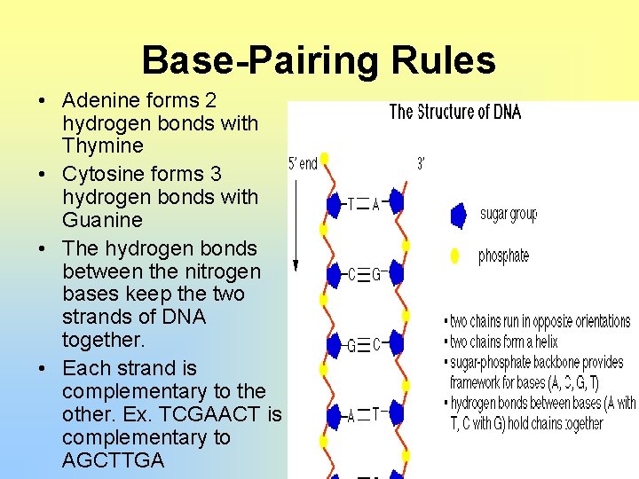 The Structure of DNA Has the Structure of