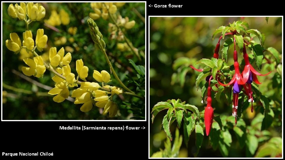 <- Gorze flower Medallita (Sarmienta repens) flower -> Parque Nacional Chiloé 