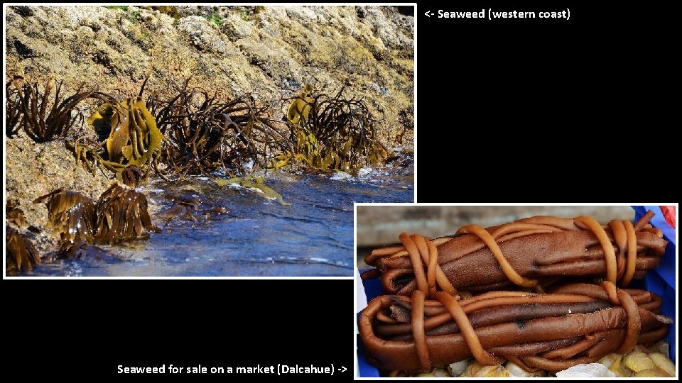 <- Seaweed (western coast) Seaweed for sale on a market (Dalcahue) -> 