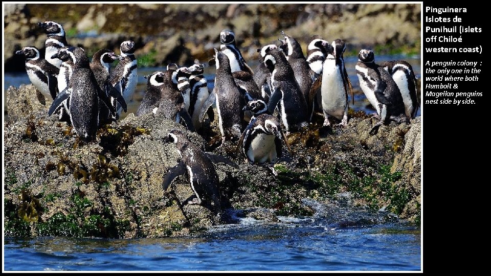 Pinguinera Islotes de Punihuil (islets off Chiloé western coast) A penguin colony : the