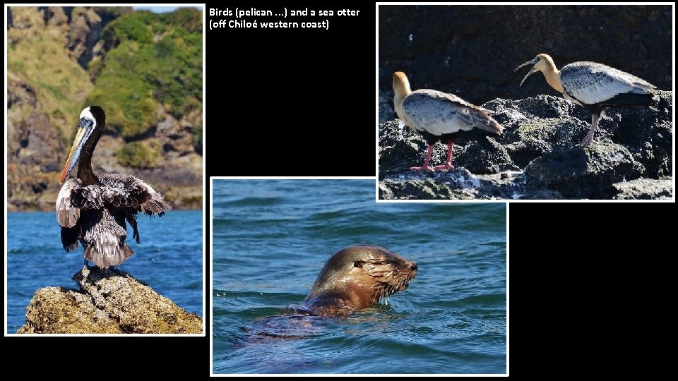 Birds (pelican. . . ) and a sea otter (off Chiloé western coast) 