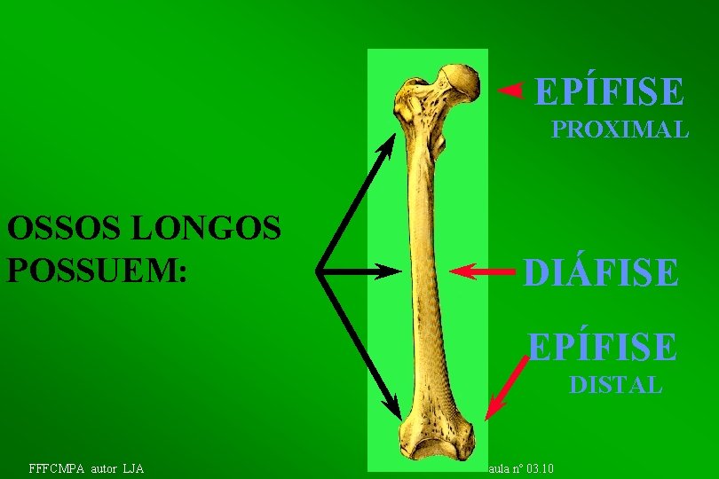 EPÍFISE PROXIMAL OSSOS LONGOS POSSUEM: DIÁFISE EPÍFISE DISTAL FFFCMPA autor LJA aula nº 03.