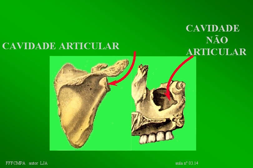 CAVIDADE ARTICULAR FFFCMPA autor LJA CAVIDADE NÃO ARTICULAR aula nº 03. 14 