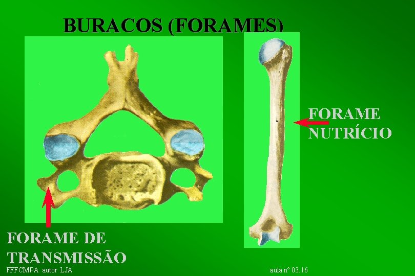 BURACOS (FORAMES) FORAME NUTRÍCIO FORAME DE TRANSMISSÃO FFFCMPA autor LJA aula nº 03. 16
