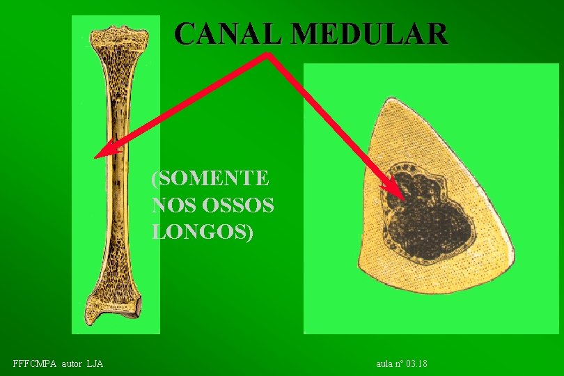 CANAL MEDULAR (SOMENTE NOS OSSOS LONGOS) FFFCMPA autor LJA aula nº 03. 18 