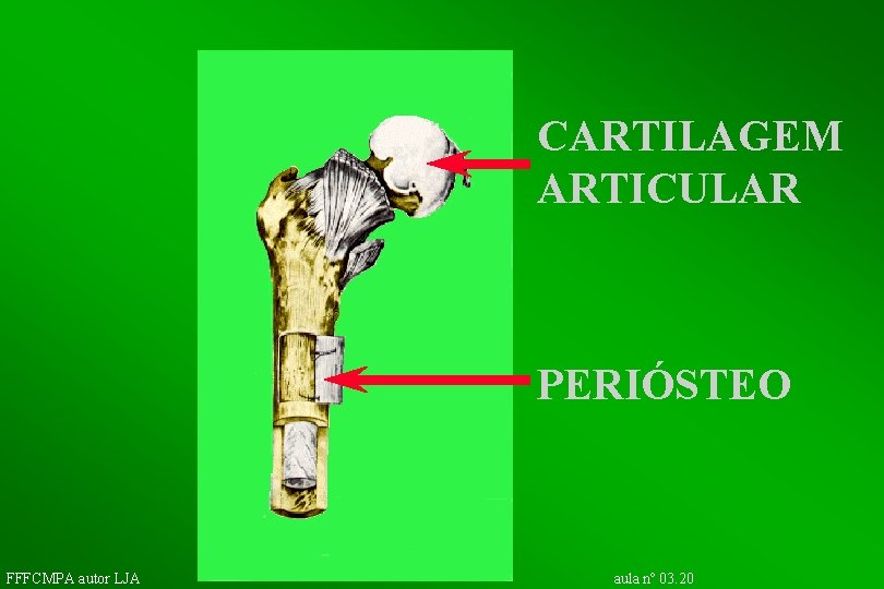 CARTILAGEM ARTICULAR PERIÓSTEO FFFCMPA autor LJA aula nº 03. 20 