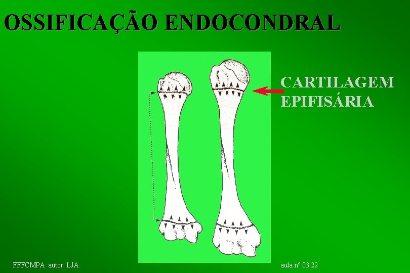 OSSIFICAÇÃO ENDOCONDRAL CARTILAGEM EPIFISÁRIA FFFCMPA autor LJA aula nº 03. 22 