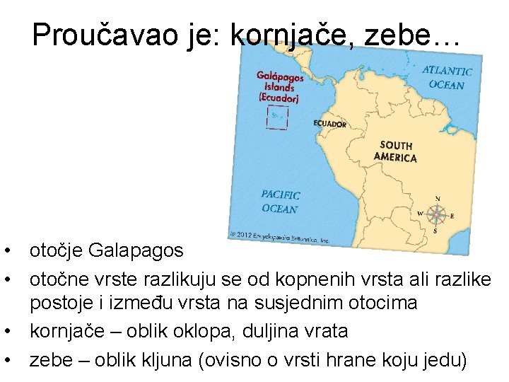 Proučavao je: kornjače, zebe… • otočje Galapagos • otočne vrste razlikuju se od kopnenih