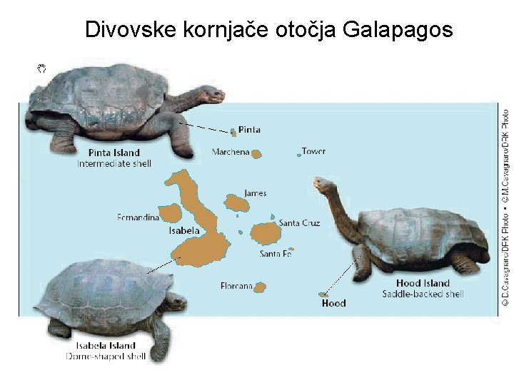 Divovske kornjače otočja Galapagos 