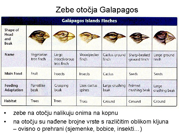 Zebe otočja Galapagos • • zebe na otočju nalikuju onima na kopnu na otočju