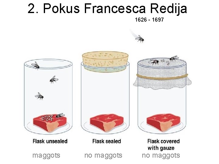 2. Pokus Francesca Redija 1626 - 1697 maggots no maggots 