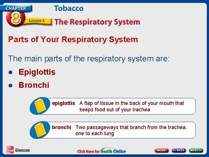 Parts of Your Respiratory System The main parts of the respiratory system are: Epiglottis