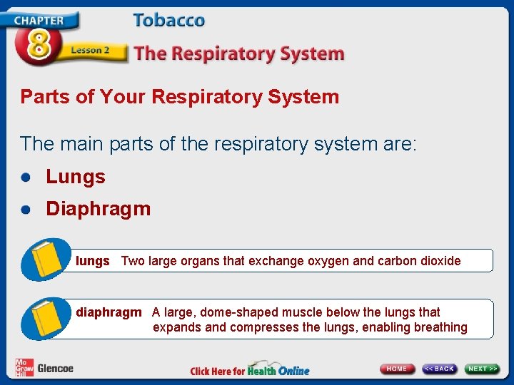 Parts of Your Respiratory System The main parts of the respiratory system are: Lungs