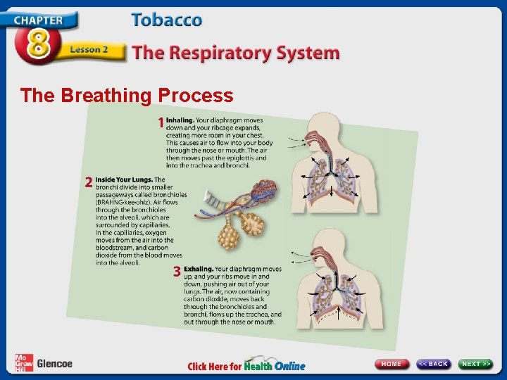 The Breathing Process 