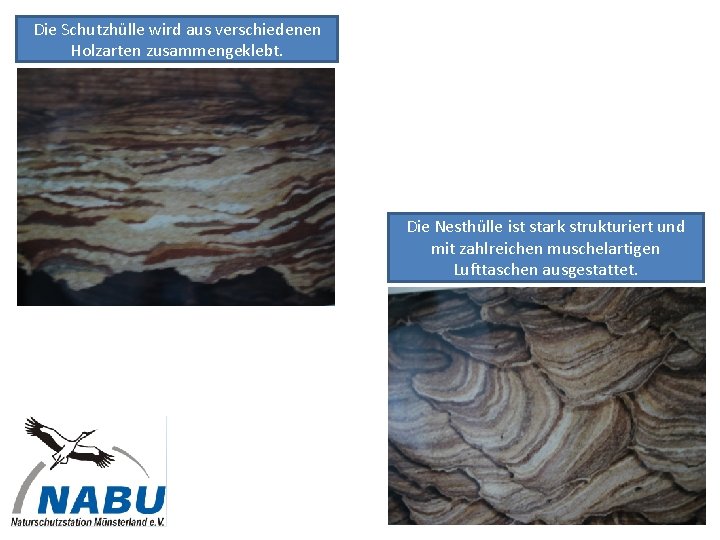 Die Schutzhülle wird aus verschiedenen Holzarten zusammengeklebt. Die Nesthülle ist stark strukturiert und mit