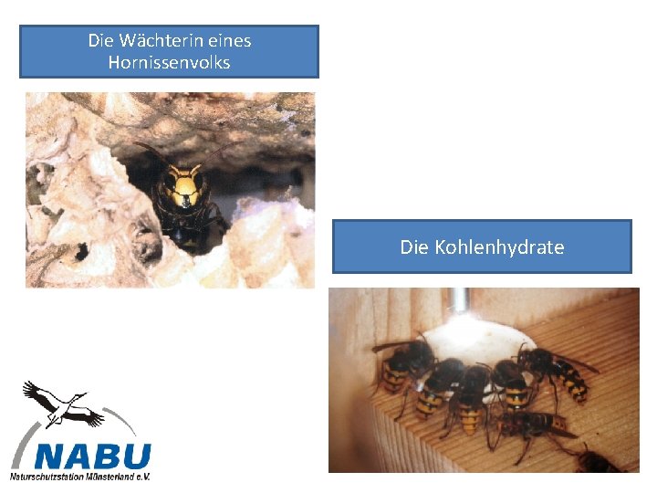 Die Wächterin eines Hornissenvolks Die Kohlenhydrate 