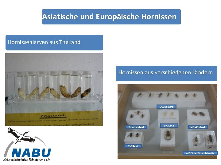 Asiatische und Europäische Hornissenlarven aus Thailand Hornissen aus verschiedenen Ländern Deutschland Griechenland Die Larve