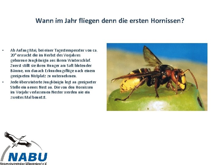 Wann im Jahr fliegen denn die ersten Hornissen? • • Ab Anfang Mai, bei