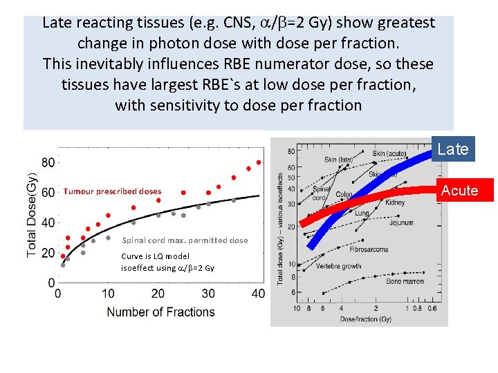 Late reacting tissues (e. g. CNS, / =2 Gy) show greatest change in photon