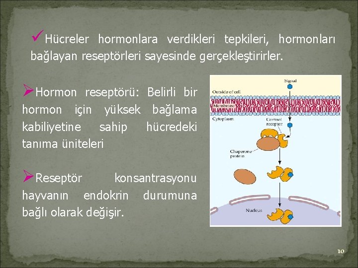 üHücreler hormonlara verdikleri tepkileri, hormonları bağlayan reseptörleri sayesinde gerçekleştirirler. ØHormon reseptörü: Belirli bir hormon